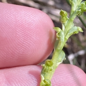 Microtis unifolia at Lower Cotter Catchment - 29 Oct 2023