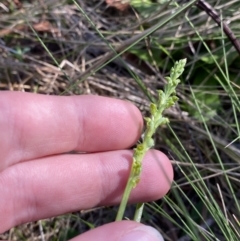 Microtis unifolia at Lower Cotter Catchment - 29 Oct 2023