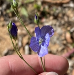 Linum marginale (Native Flax) at Lower Cotter Catchment - 29 Oct 2023 by Tapirlord