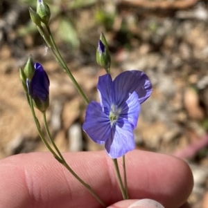 Linum marginale at Lower Cotter Catchment - 29 Oct 2023