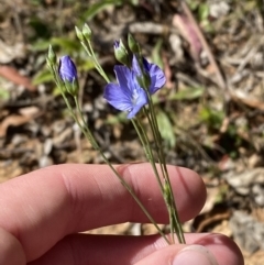 Linum marginale at Lower Cotter Catchment - 29 Oct 2023