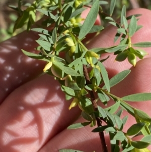 Pimelea pauciflora at Lower Cotter Catchment - 29 Oct 2023