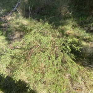 Pimelea pauciflora at Lower Cotter Catchment - 29 Oct 2023