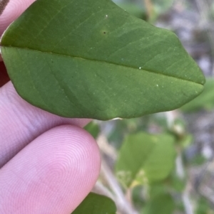 Pomaderris andromedifolia subsp. confusa at Lower Cotter Catchment - 29 Oct 2023