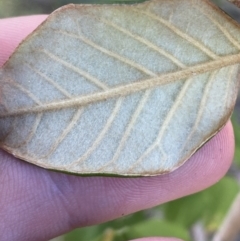 Pomaderris andromedifolia subsp. confusa at Lower Cotter Catchment - 29 Oct 2023