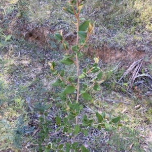 Pomaderris andromedifolia subsp. confusa at Lower Cotter Catchment - 29 Oct 2023 09:03 AM