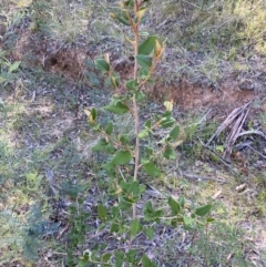 Pomaderris andromedifolia subsp. confusa at Lower Cotter Catchment - 29 Oct 2023