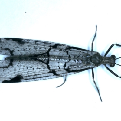 Dendroleon amabilis (An Antlion Lacewing) at Ainslie, ACT - 26 Nov 2023 by jb2602