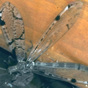 Dendroleon amabilis at Ainslie, ACT - 26 Nov 2023