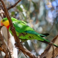 Polytelis swainsonii (Superb Parrot) at Hughes, ACT - 25 Nov 2023 by LisaH