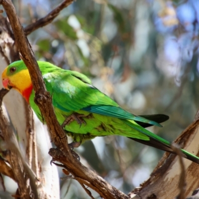 Polytelis swainsonii (Superb Parrot) at Red Hill to Yarralumla Creek - 25 Nov 2023 by LisaH