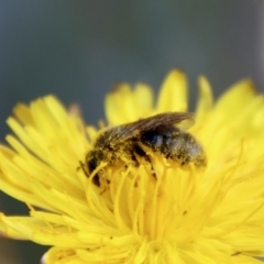 Lasioglossum (Chilalictus) sp. (genus & subgenus) (Halictid bee) at Hughes Grassy Woodland - 25 Nov 2023 by LisaH