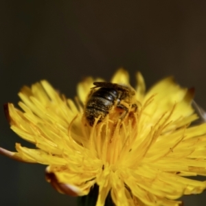 Lasioglossum (Chilalictus) sp. (genus & subgenus) at Hughes Grassy Woodland - 26 Nov 2023