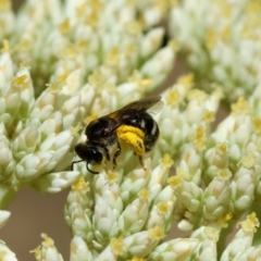Lasioglossum (Chilalictus) sp. (genus & subgenus) (Halictid bee) at Red Hill to Yarralumla Creek - 25 Nov 2023 by LisaH