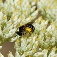 Lasioglossum (Chilalictus) sp. (genus & subgenus) (Halictid bee) at Hughes Grassy Woodland - 26 Nov 2023 by LisaH