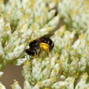 Lasioglossum (Chilalictus) sp. (genus & subgenus) at Hughes Grassy Woodland - 26 Nov 2023 09:59 AM