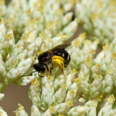 Lasioglossum (Chilalictus) sp. (genus & subgenus) (Halictid bee) at Red Hill to Yarralumla Creek - 25 Nov 2023 by LisaH