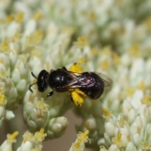 Lasioglossum (Chilalictus) sp. (genus & subgenus) at Hughes Grassy Woodland - 26 Nov 2023 09:59 AM