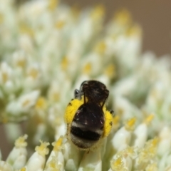 Lasioglossum (Chilalictus) sp. (genus & subgenus) at Hughes Grassy Woodland - 26 Nov 2023 09:59 AM