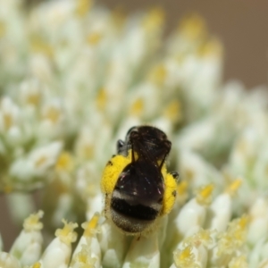 Lasioglossum (Chilalictus) sp. (genus & subgenus) at Hughes Grassy Woodland - 26 Nov 2023