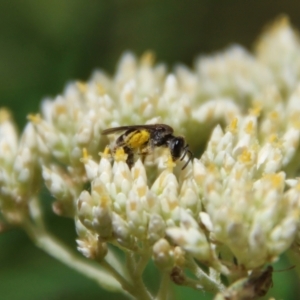 Lasioglossum (Chilalictus) sp. (genus & subgenus) at Hughes Grassy Woodland - 26 Nov 2023