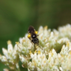 Lasioglossum (Chilalictus) sp. (genus & subgenus) at Hughes Grassy Woodland - 26 Nov 2023 09:59 AM