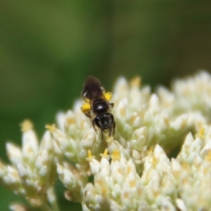 Lasioglossum (Chilalictus) sp. (genus & subgenus) at Hughes Grassy Woodland - 26 Nov 2023 09:59 AM