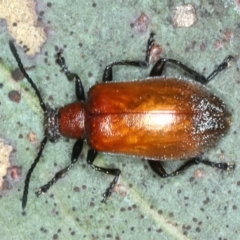 Ecnolagria grandis (Honeybrown beetle) at QPRC LGA - 28 Nov 2023 by jb2602