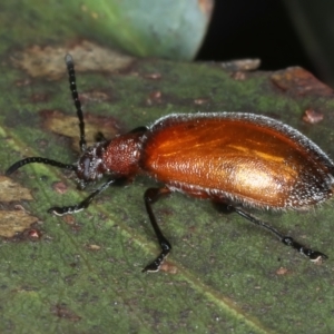 Ecnolagria grandis at QPRC LGA - 28 Nov 2023