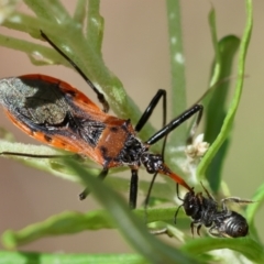 Gminatus australis (Orange assassin bug) at Hughes Grassy Woodland - 26 Nov 2023 by LisaH