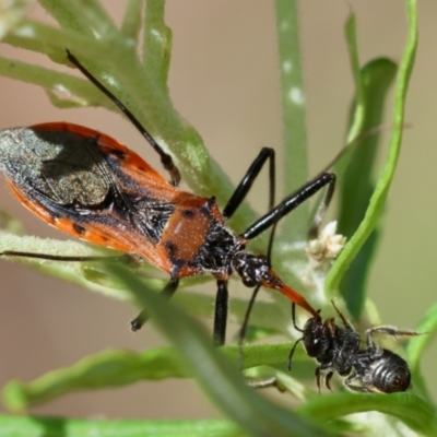 Gminatus australis (Orange assassin bug) at Hughes Grassy Woodland - 26 Nov 2023 by LisaH