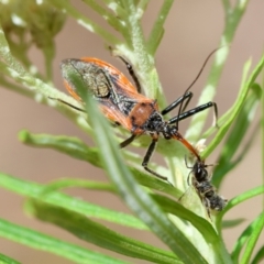 Gminatus australis at Hughes Grassy Woodland - 26 Nov 2023 10:07 AM