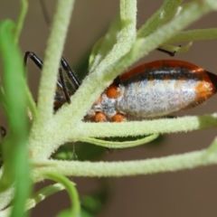 Gminatus australis at Hughes Grassy Woodland - 26 Nov 2023