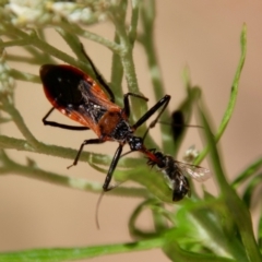 Lasioglossum sp. (genus) at Red Hill to Yarralumla Creek - 26 Nov 2023