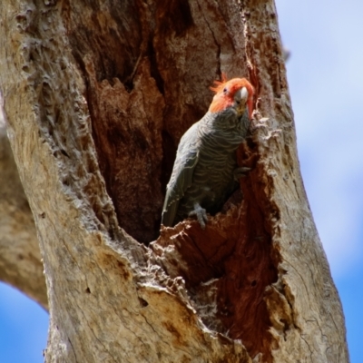 Callocephalon fimbriatum (Gang-gang Cockatoo) at Red Hill Nature Reserve - 26 Nov 2023 by LisaH