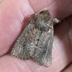 Noctuidae (family) (A cutworm or owlet moth) at Lions Youth Haven - Westwood Farm - 28 Nov 2023 by HelenCross