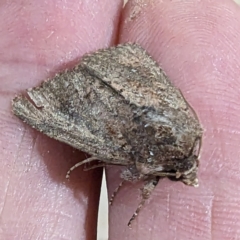 Noctuidae (family) at Lions Youth Haven - Westwood Farm A.C.T. - 28 Nov 2023