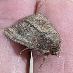 Noctuidae (family) at Lions Youth Haven - Westwood Farm A.C.T. - suppressed