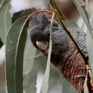 Callocephalon fimbriatum at Deakin, ACT - 25 Nov 2023