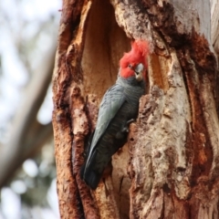 Callocephalon fimbriatum at Deakin, ACT - suppressed