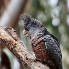 Callocephalon fimbriatum at Deakin, ACT - 25 Nov 2023