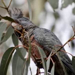 Callocephalon fimbriatum at Deakin, ACT - suppressed