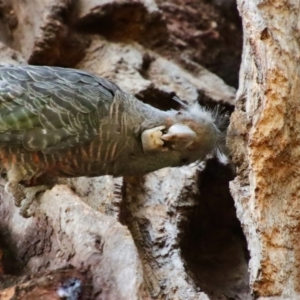 Callocephalon fimbriatum at Hughes, ACT - 25 Nov 2023