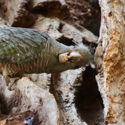 Callocephalon fimbriatum (Gang-gang Cockatoo) at Hughes, ACT - 25 Nov 2023 by LisaH