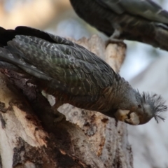 Callocephalon fimbriatum at Hughes, ACT - 25 Nov 2023