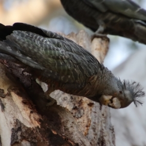 Callocephalon fimbriatum at Hughes, ACT - 25 Nov 2023