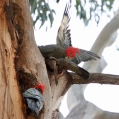 Callocephalon fimbriatum at Hughes, ACT - 25 Nov 2023