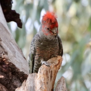 Callocephalon fimbriatum at Hughes, ACT - suppressed