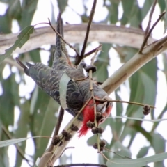 Callocephalon fimbriatum at Hughes, ACT - 25 Nov 2023