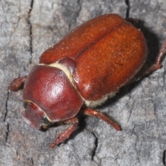 Unidentified Scarab beetle (Scarabaeidae) at Capalaba, QLD - 19 Nov 2023 by Harrisi